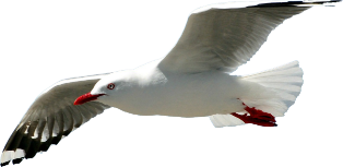 Gull